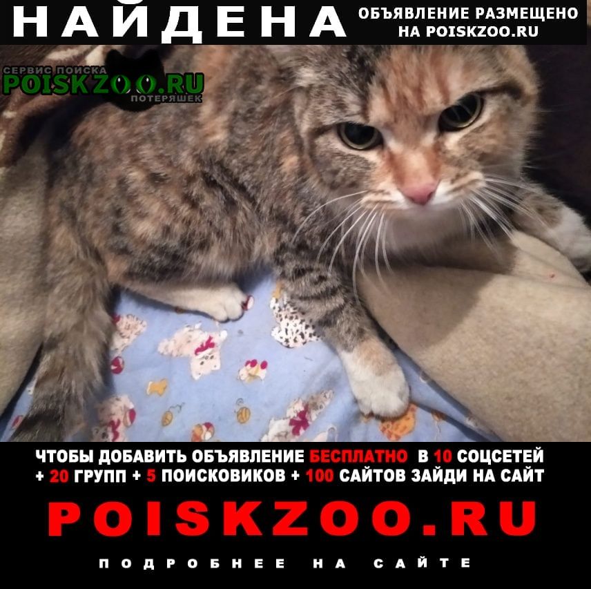 Найдена кошка Екатеринбург