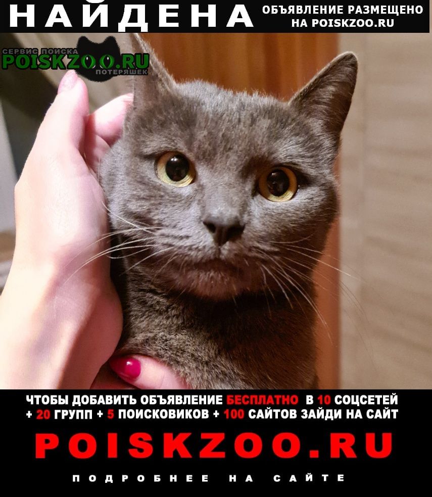 Найдена кошка пгт белоозерский Воскресенск