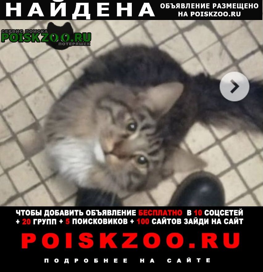 Найдена кошка или кот пушистая Красногорск