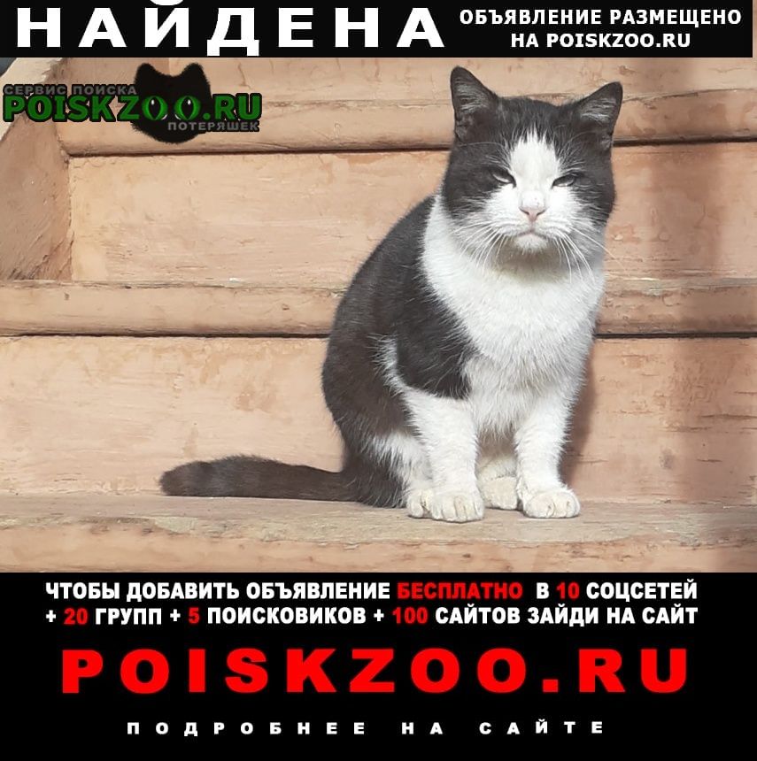 Найден кот Кисловодск