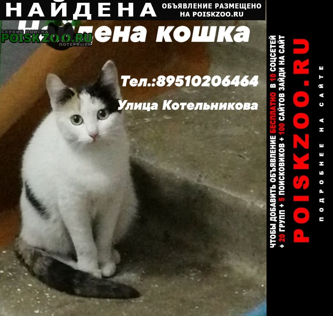 Найдена кошка ул. котельникова Владивосток