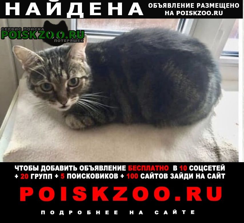 Найдена кошка полосатая Москва
