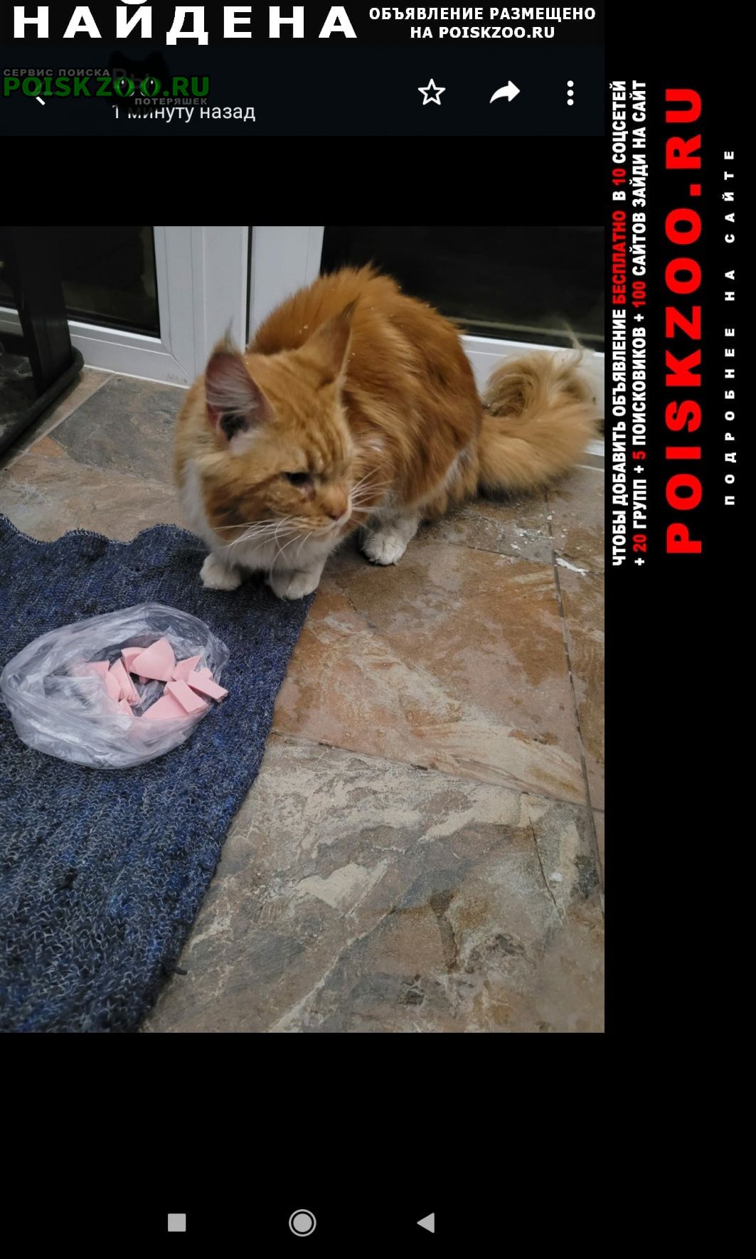 Найдена кошка мей кун рыжий молодой Нахабино