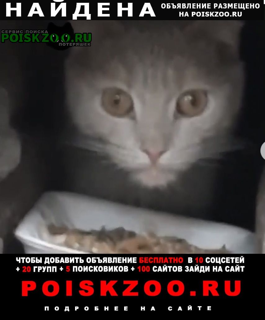 Найдена кошка или кот вислоухий Москва