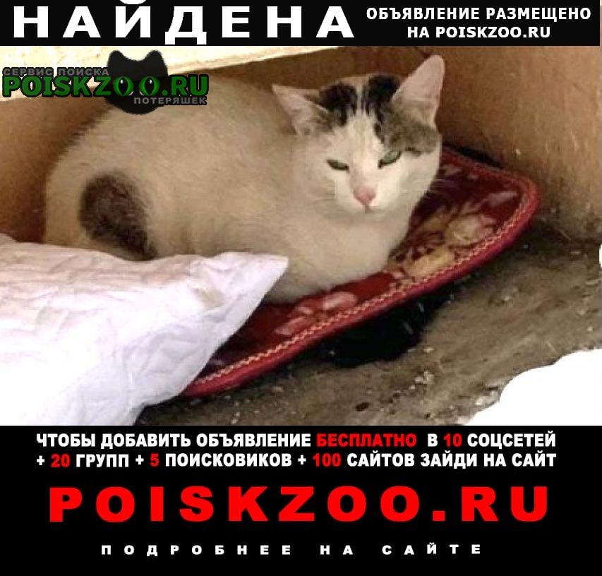 Найдена кошка или кот белый с чёрным Москва