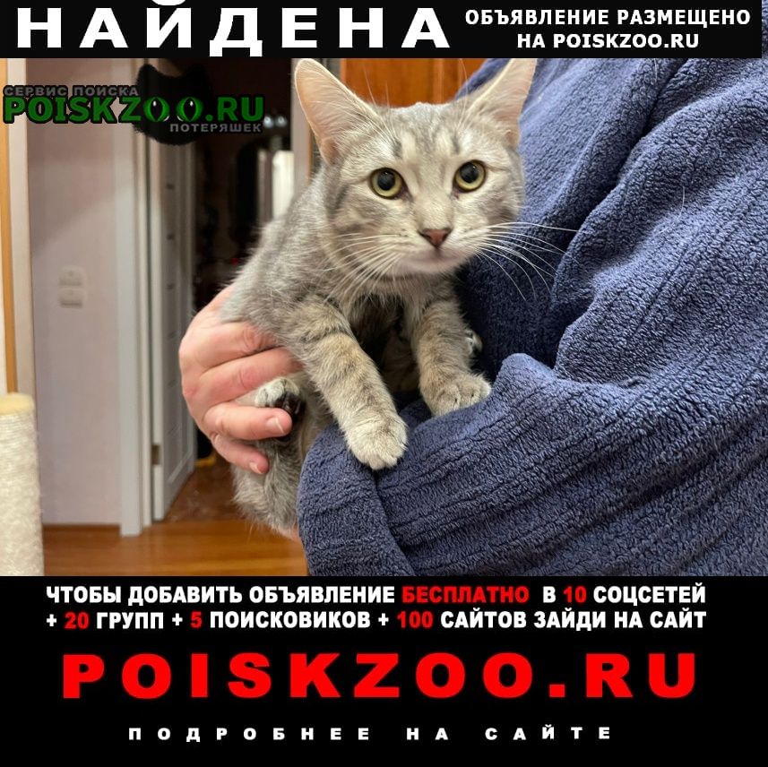 Найдена кошка ищем хозяина или новый дом Москва