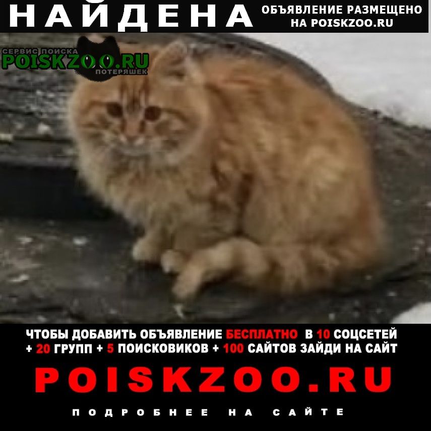 Найдена кошка или кот рыжий Серпухов