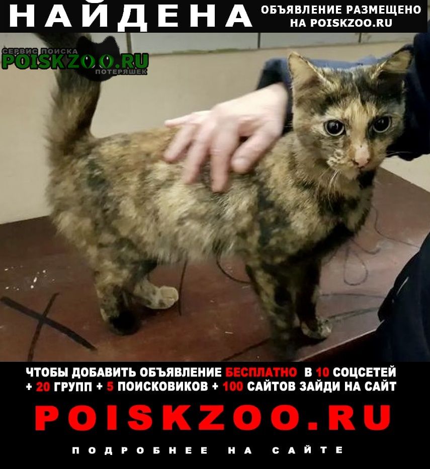Найдена кошка черепаховый окрас Москва