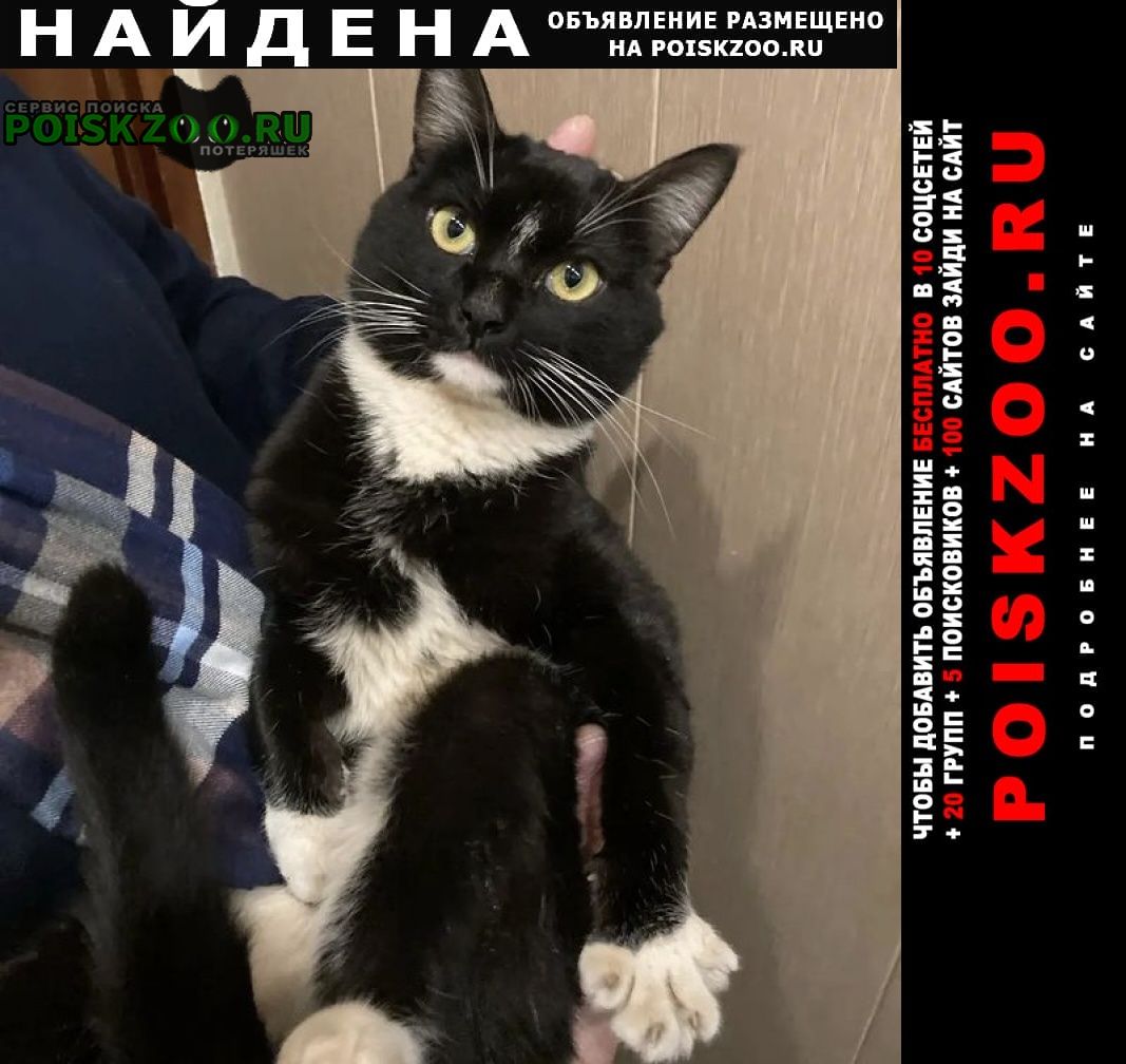 Найден кот чёрный с белым Москва
