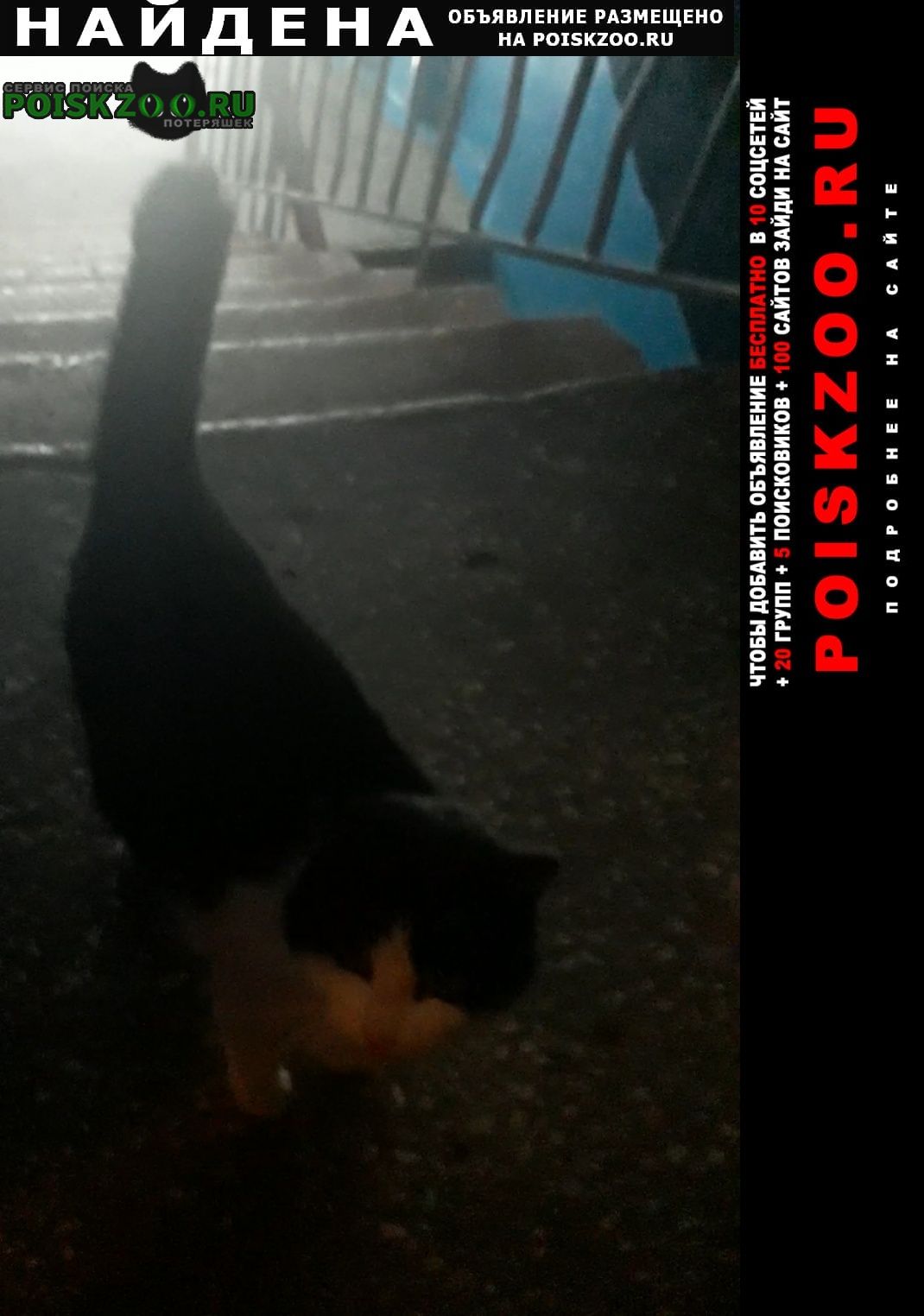 Найдена кошка черно-белая молодая Альметьевск