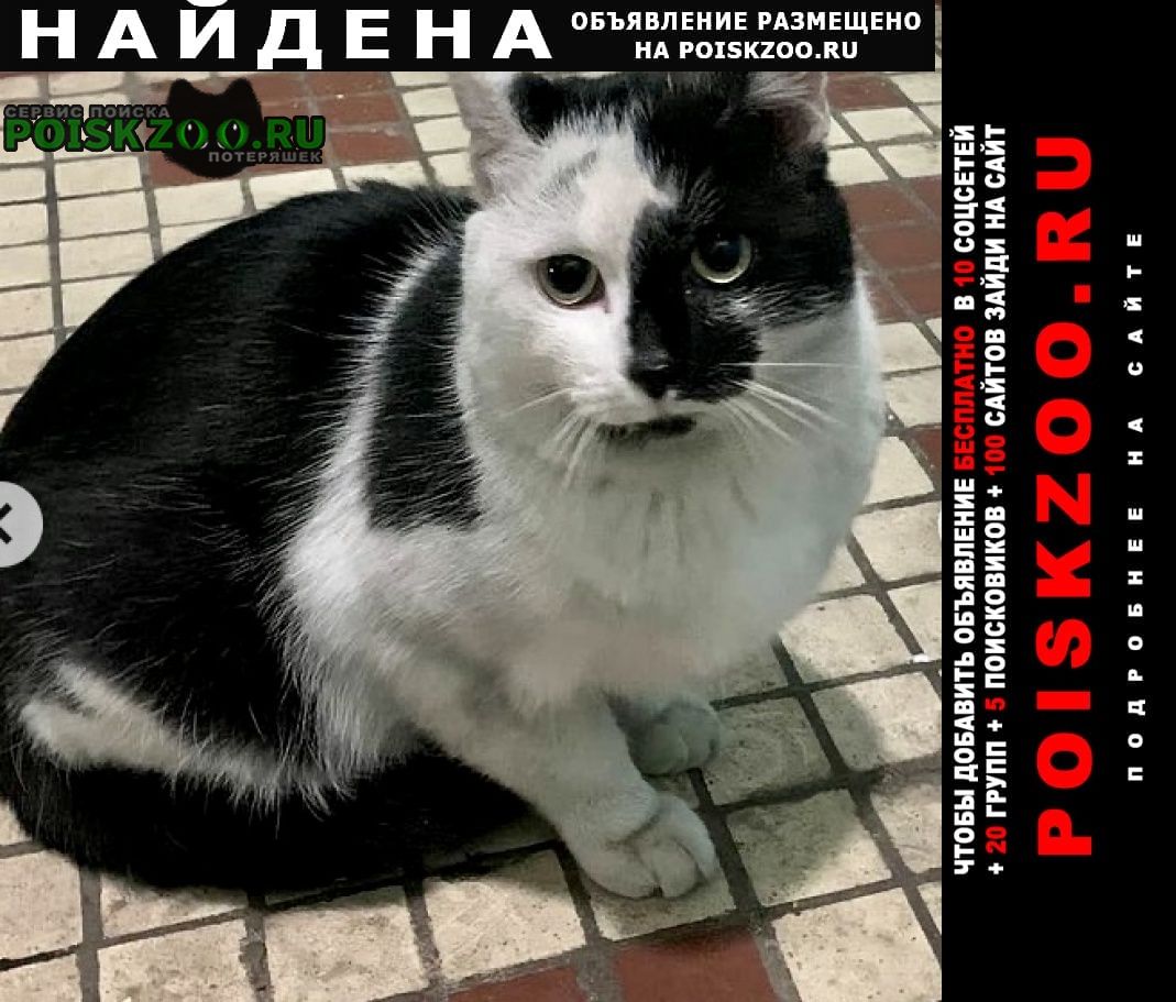 Найден кот белый с чёрными пятнами Москва