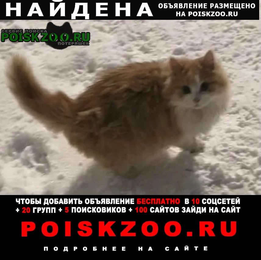 Найдена кошка или кот рыжий пушистый Серпухов