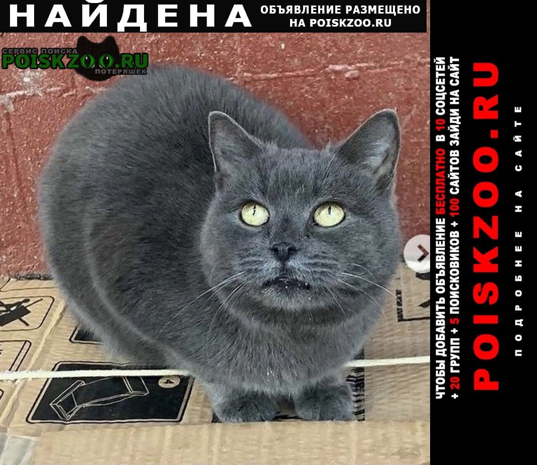 Найдена кошка серо-голубая Москва