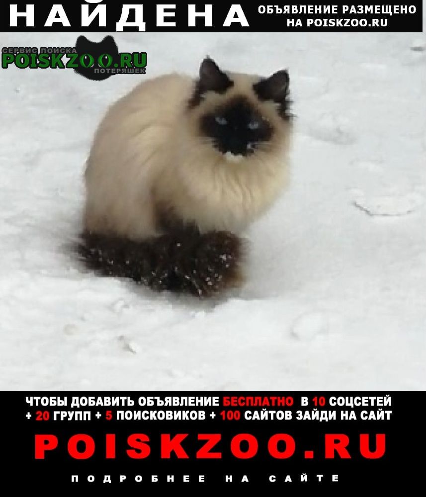 Найдена кошка или кот Серпухов