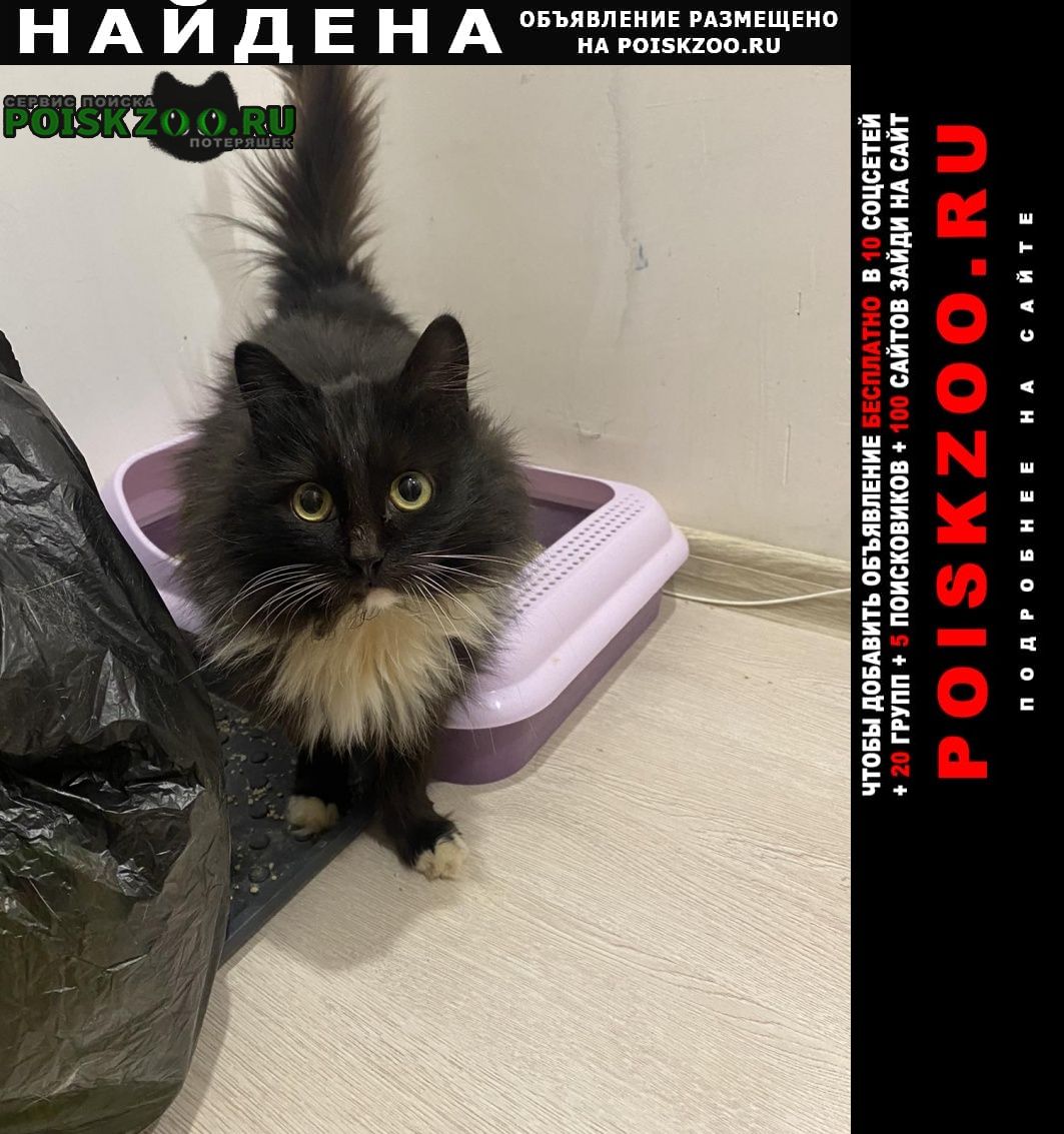 Найдена кошка нашли в мотовилихе Пермь