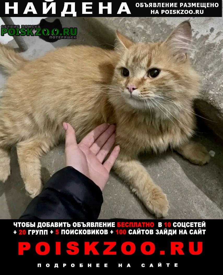 Найден кот рыжий Егорьевск