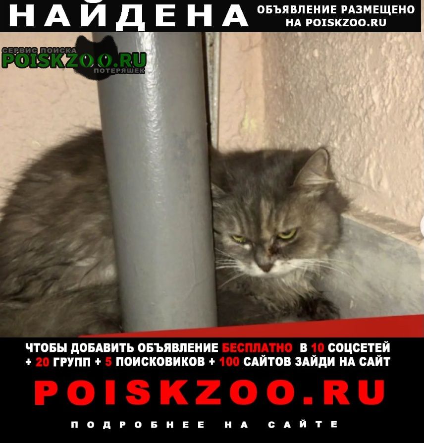 Найдена кошка серая пушистая Москва