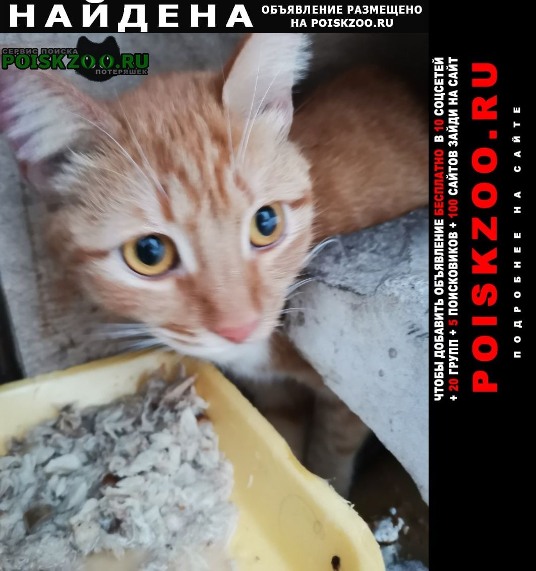 Найдена кошка срочно ищу дом для рыжего котеночка Самара