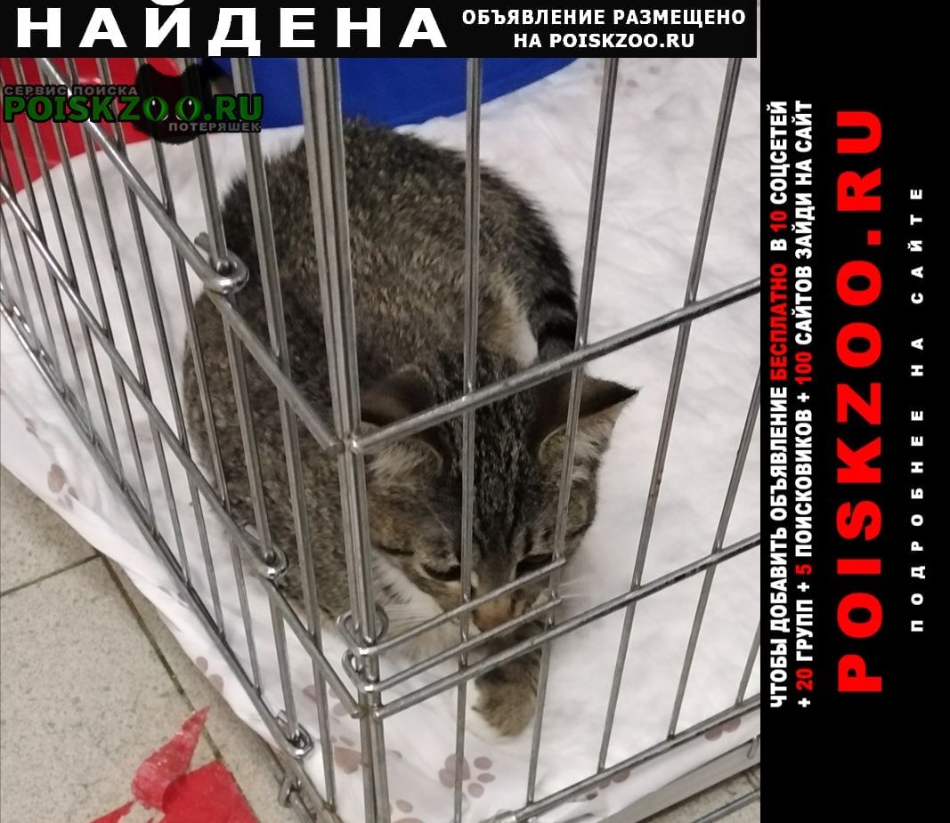 Найден котенок в дар Москва