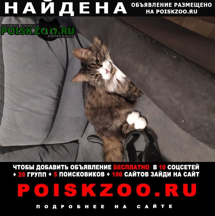 Найден кот 26.12 крупный в центре москвы Москва