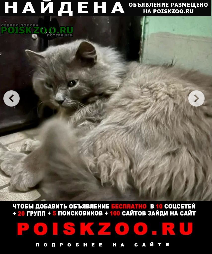 Найдена кошка ( или кот) серый пушистый Москва