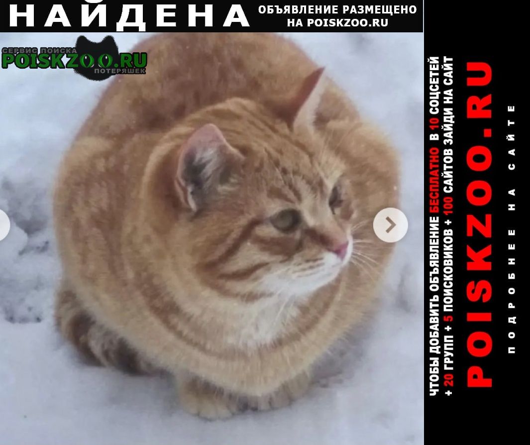 Найдена кошка кот рыжий Москва
