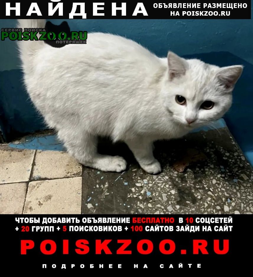 Найдена кошка белая Москва