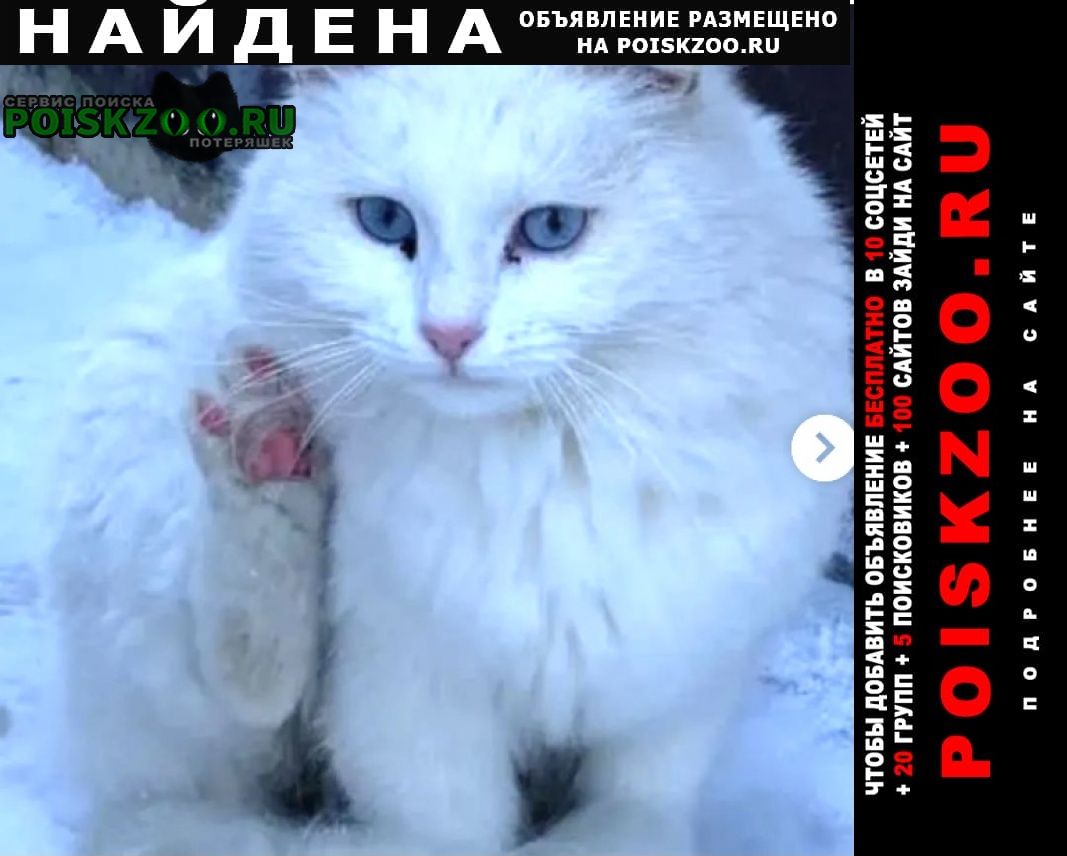 Найдена кошка белая пушистая Москва