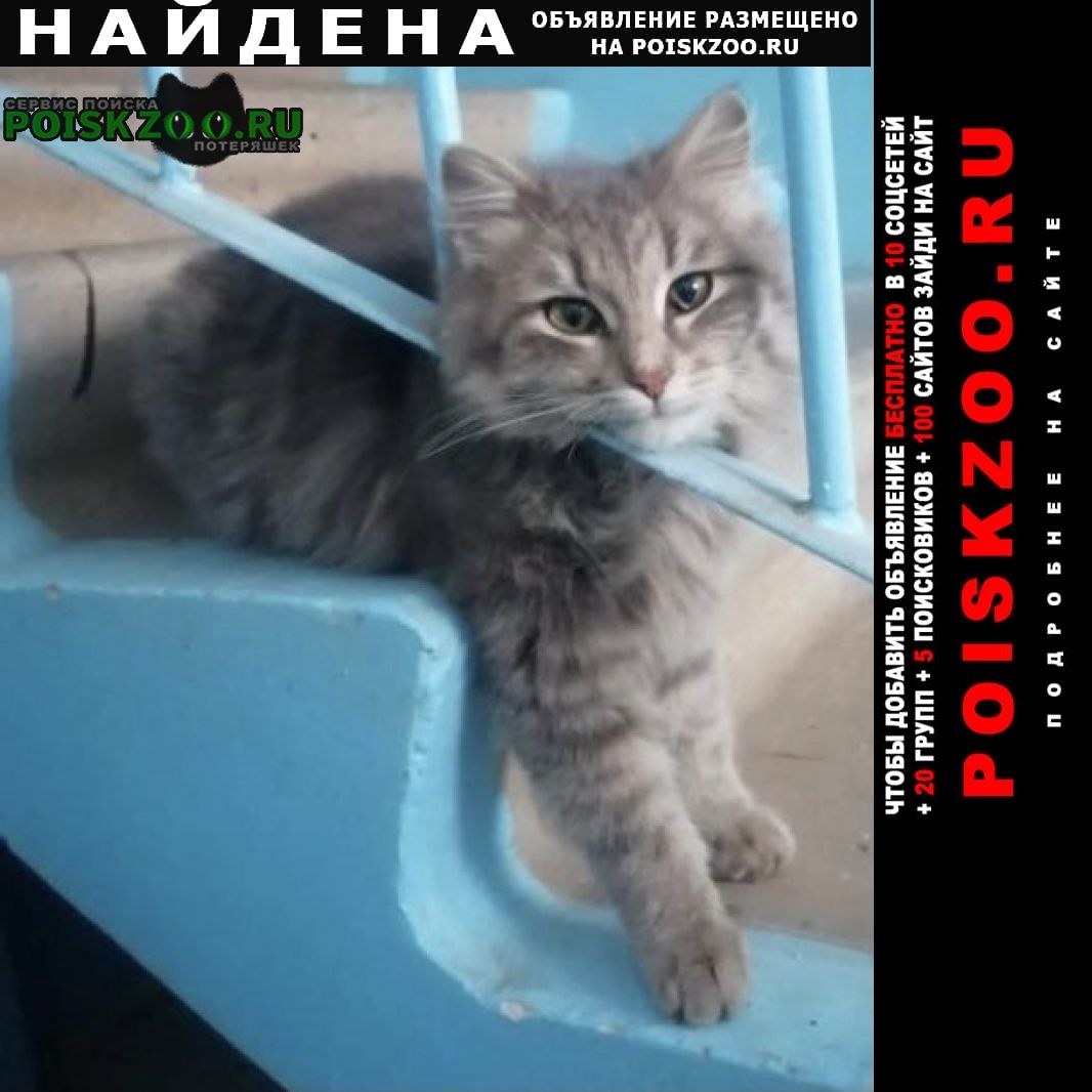 Найдена кошка серая Альметьевск