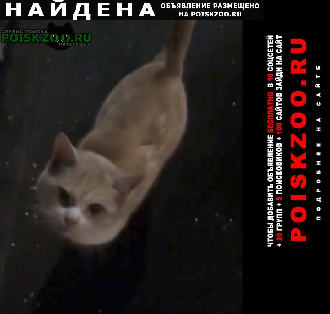 Найден кот рыженький Москва