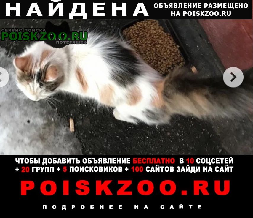 Найдена кошка трёхцветка Москва