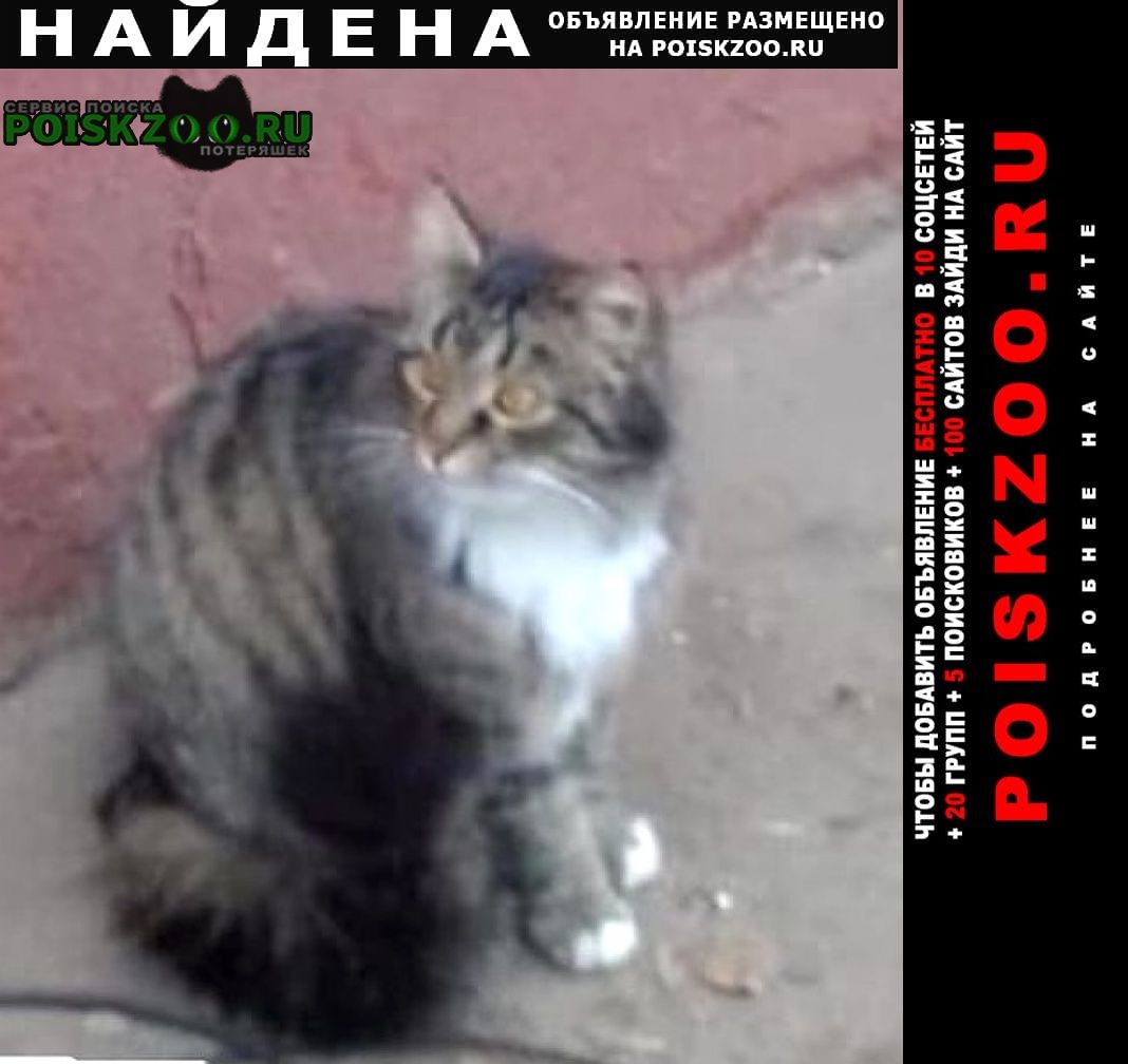 Найдена кошка кот пушистый Москва