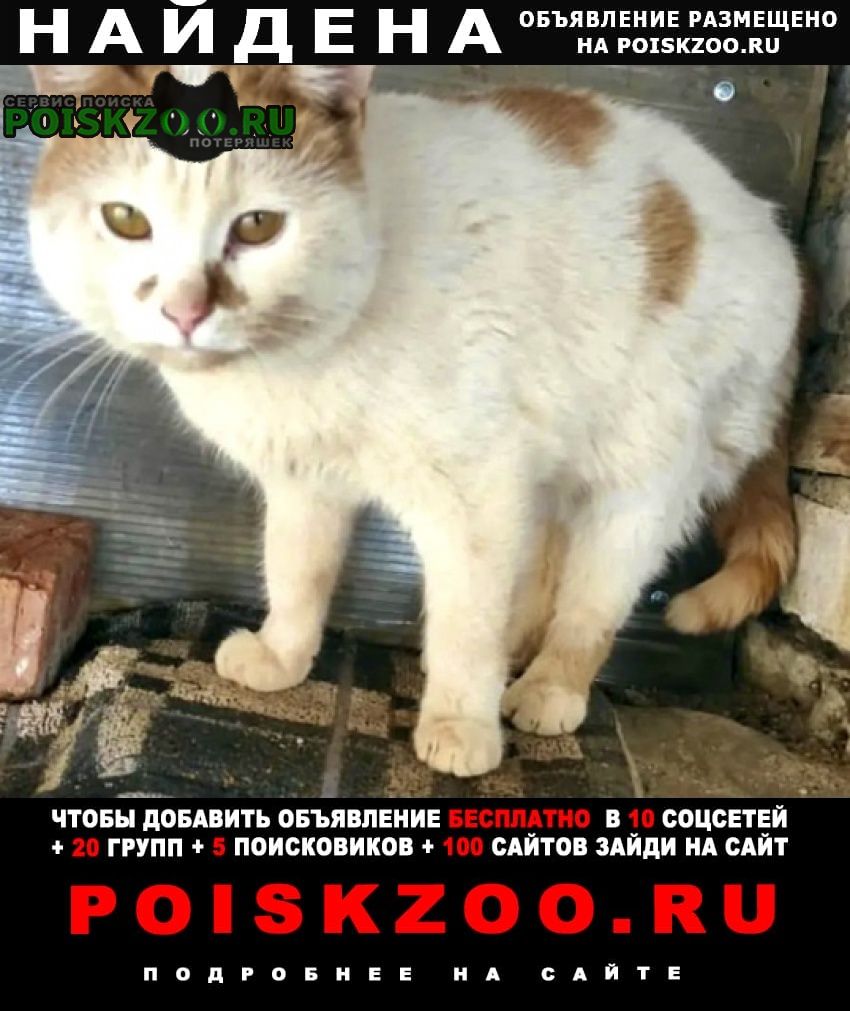 Найдена кошка кот-подросток Серпухов