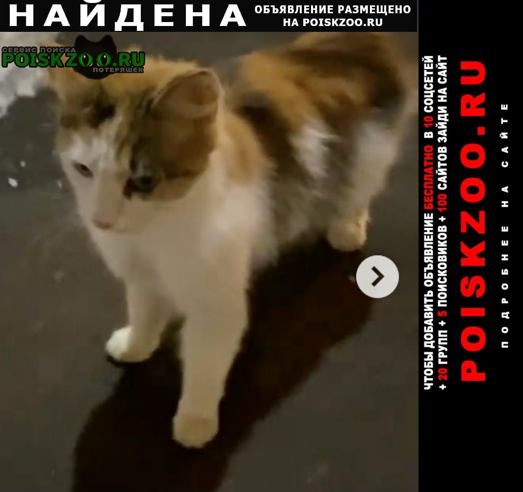 Найдена кошка трёхцветная Москва