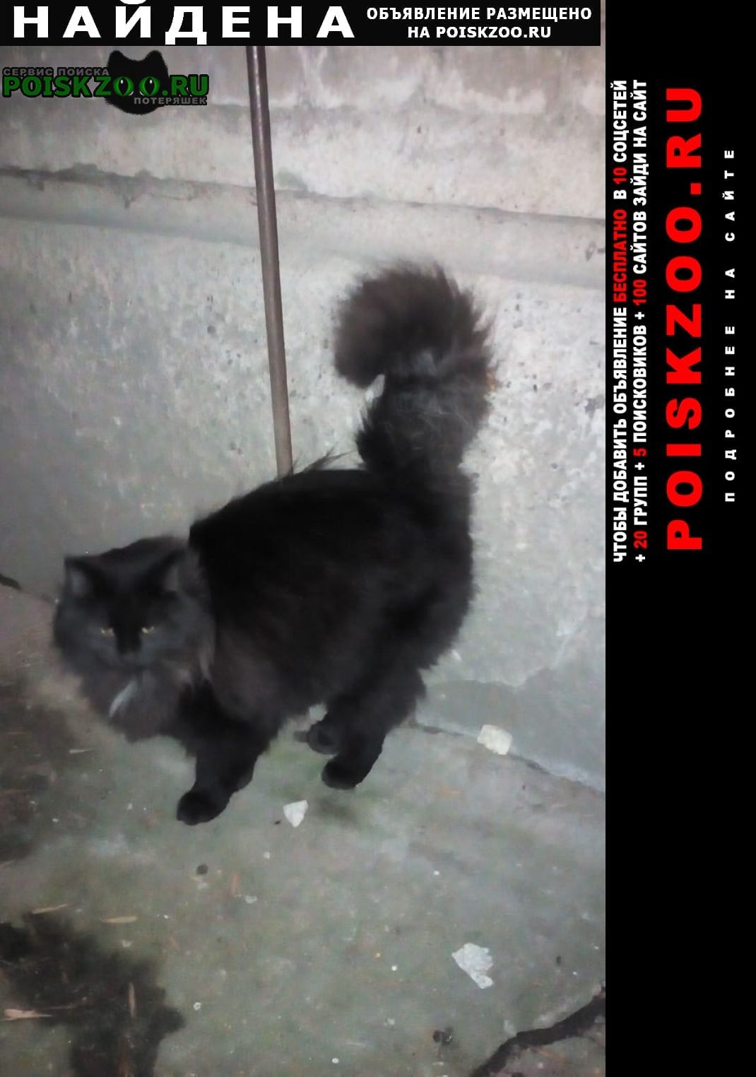 Найдена кошка может кто ищет Псков