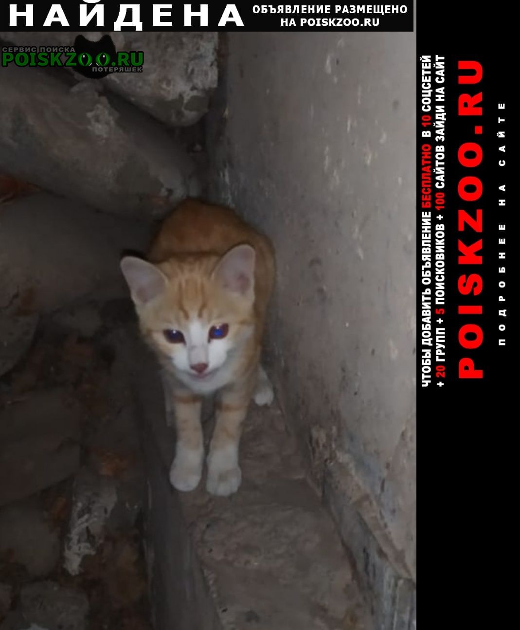 Найдена кошка в ночь с 19 на 20 февраля 2022 Бишкек