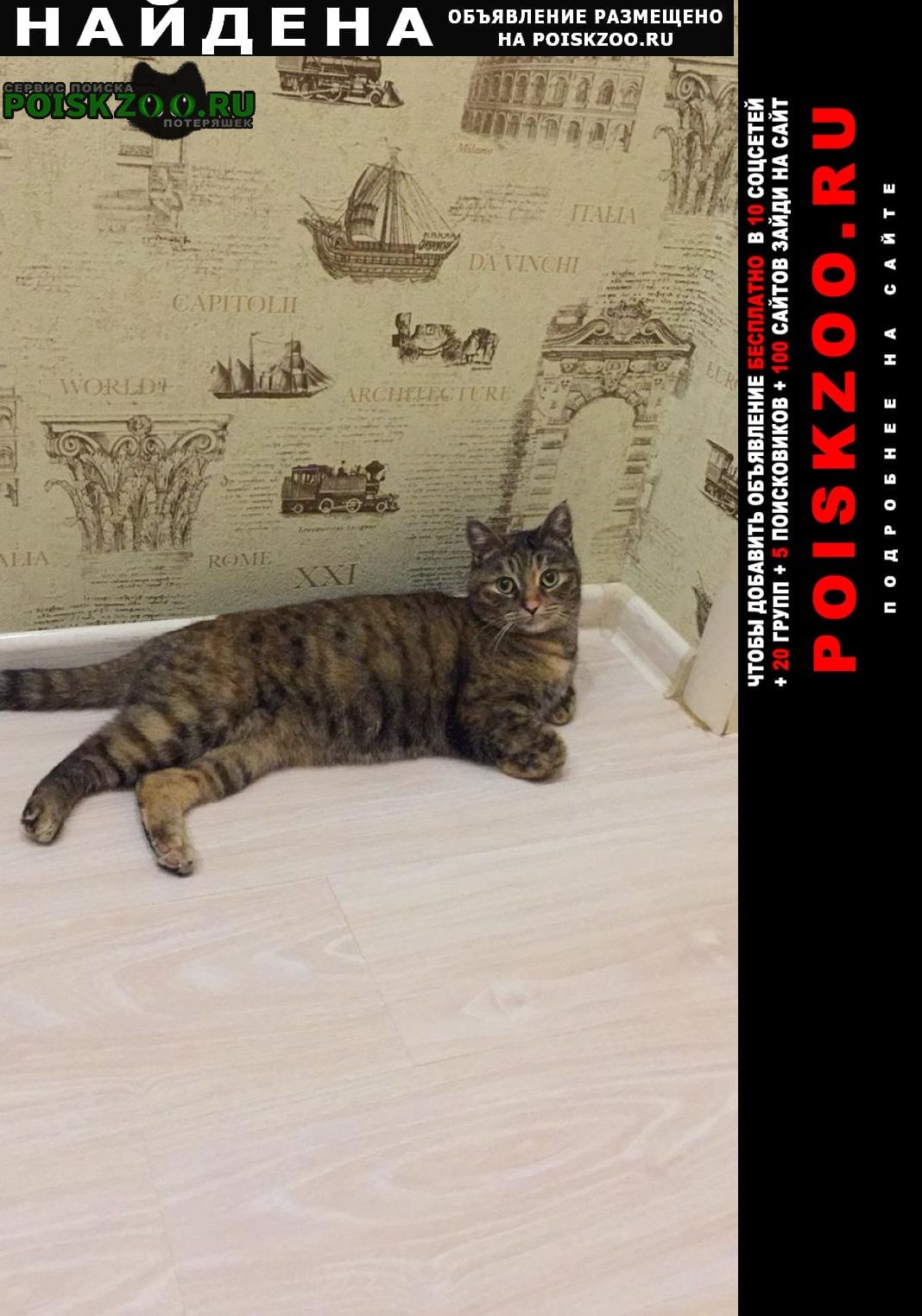 Найдена кошка Краснодар