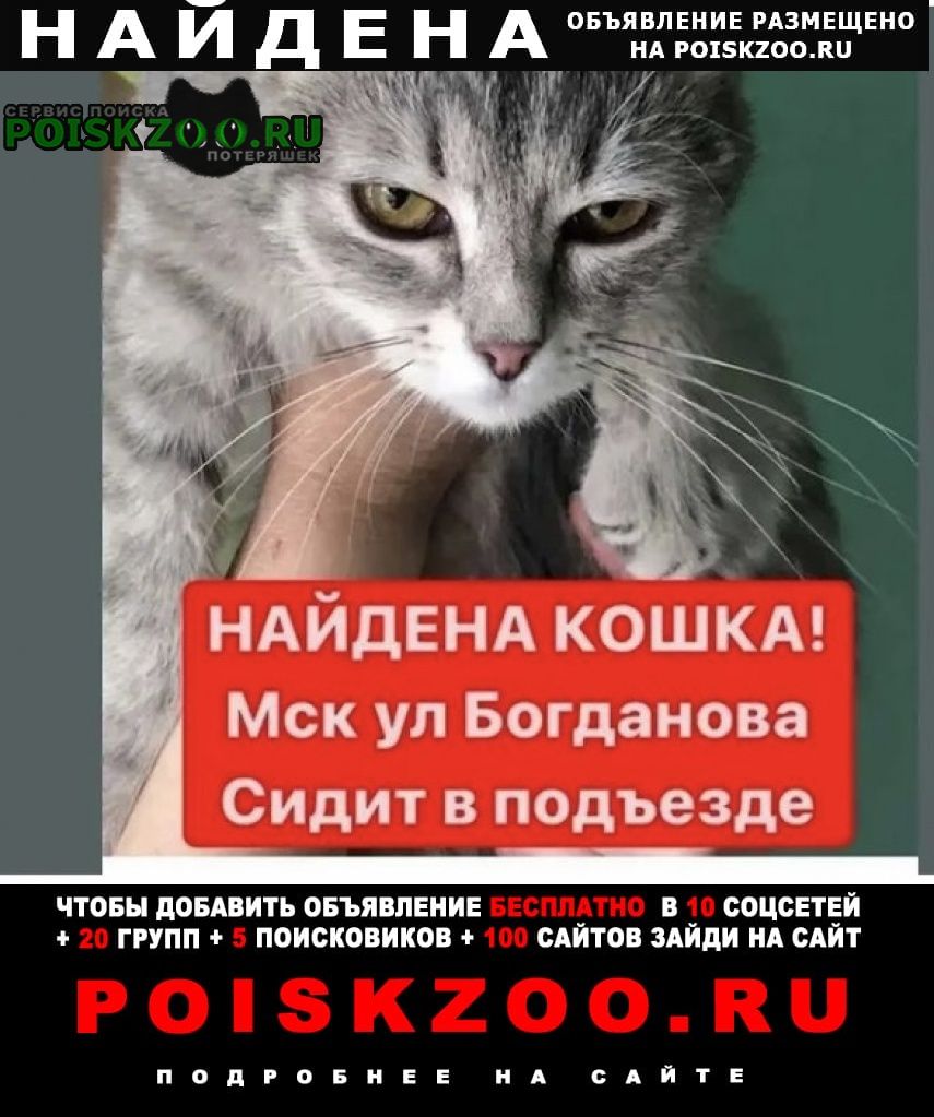 Найдена кошка серая Москва