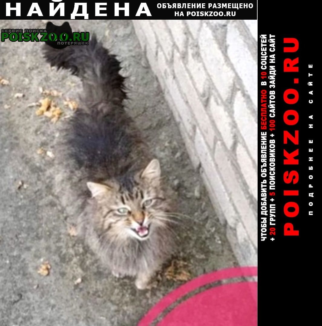 Найдена кошка или кот пушистый Москва
