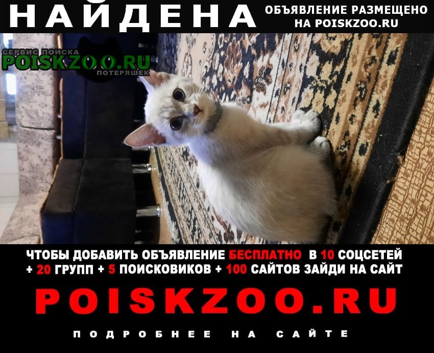 Найдена кошка Кемерово