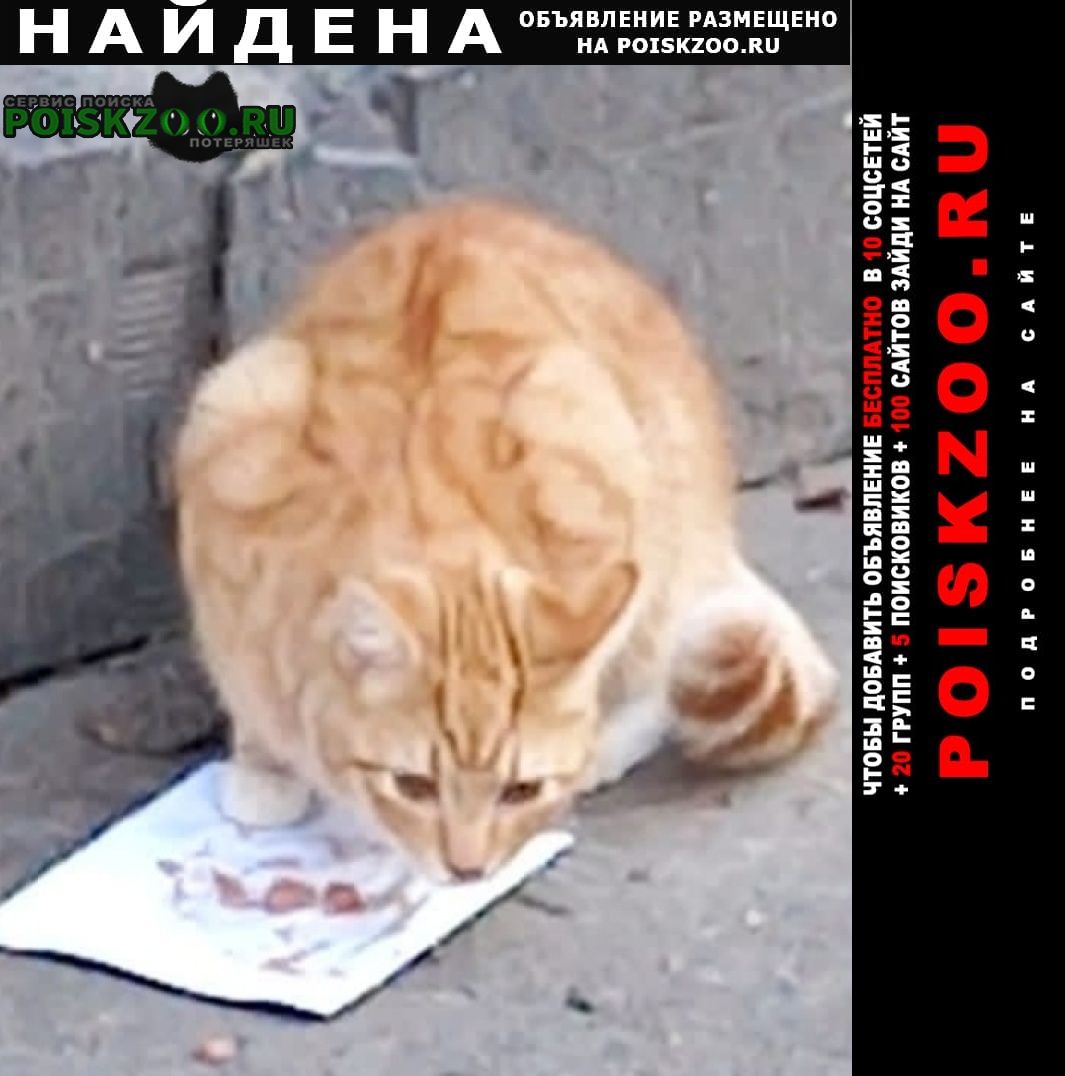Найдена кошка или кот Санкт-Петербург