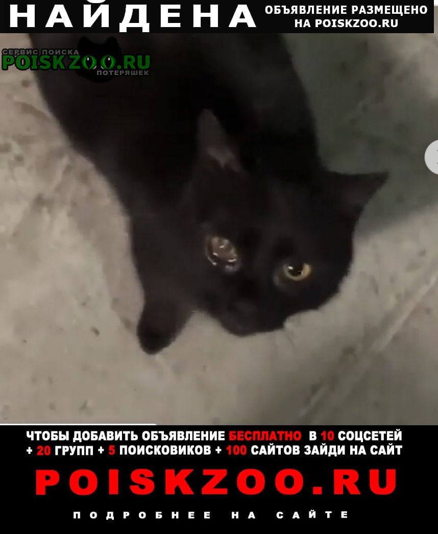 Найдена кошка чёрная Истра