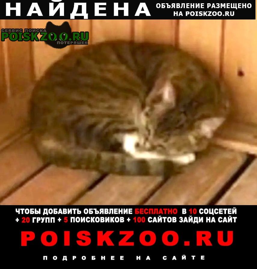 Найдена кошка или кот Железнодорожный (Московск.)
