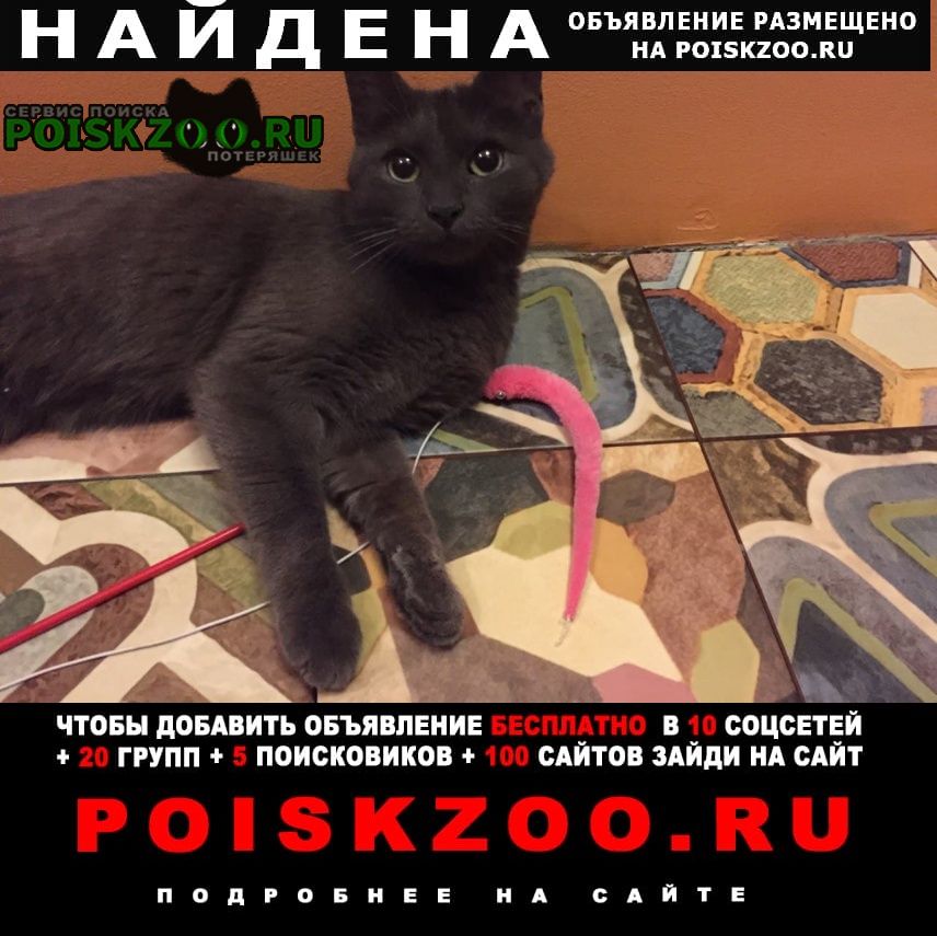 Найдена кошка русская голубая Москва