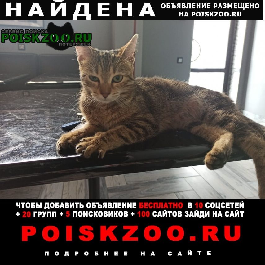 Найдена кошка 8 марта Волгоград