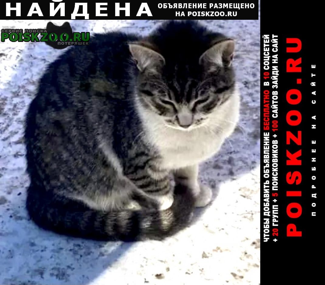 Найдена кошка или кот Москва