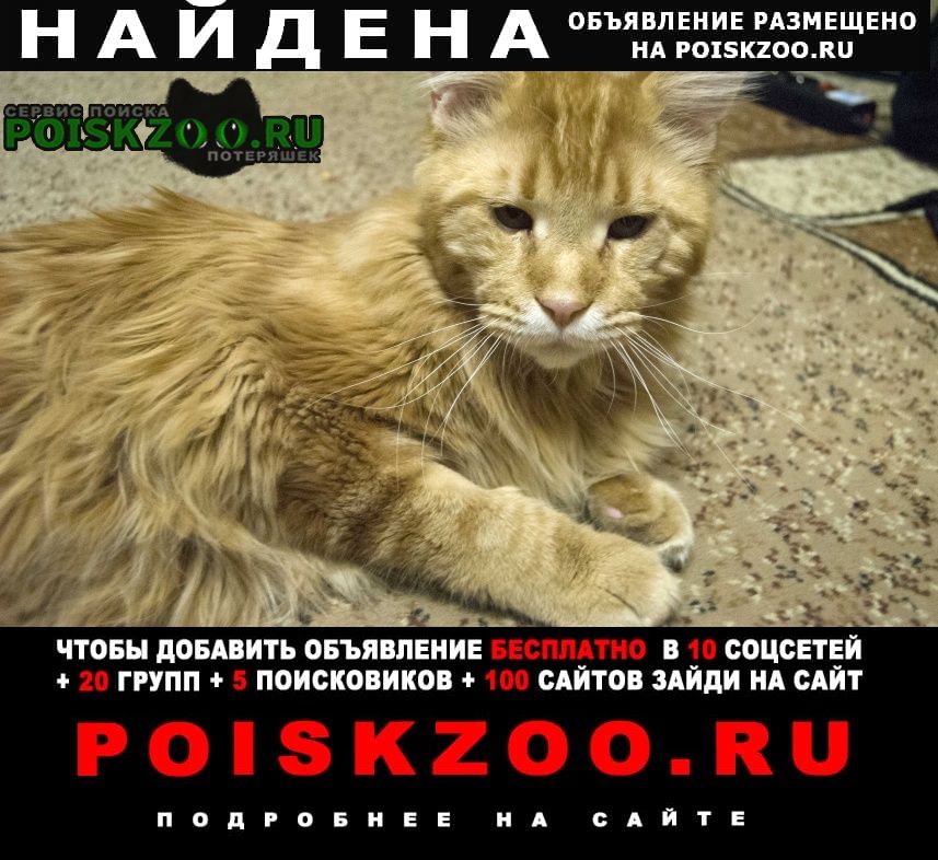Найден кот рыжий мэйн-кун Ростов-на-Дону