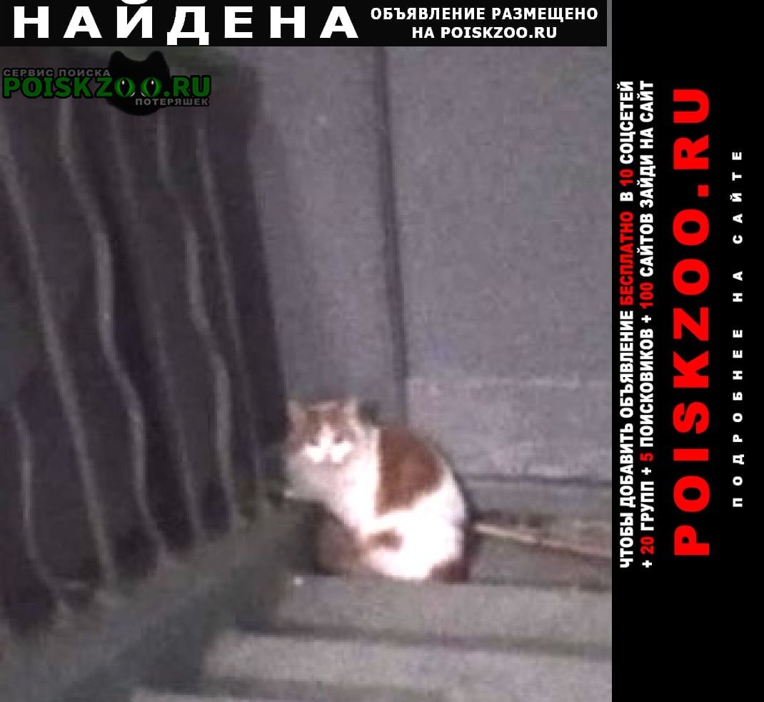 Найдена кошка бело-рыжая Москва