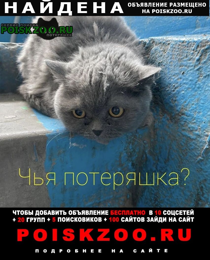 Найдена кошка британская Ростов-на-Дону