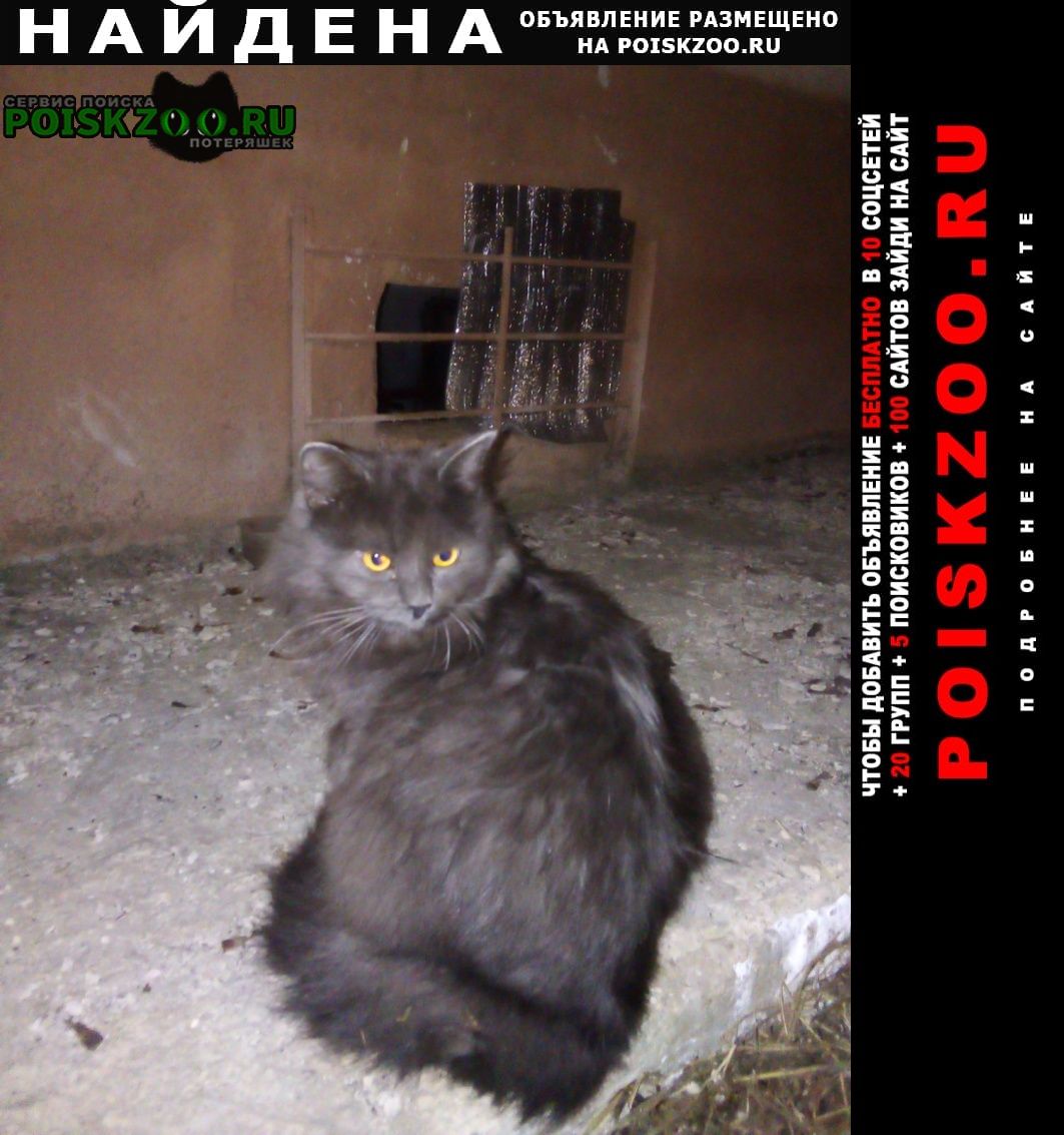 Найдена кошка Кострома